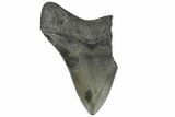 Bargain, Fossil Megalodon Tooth - South Carolina #169322-2